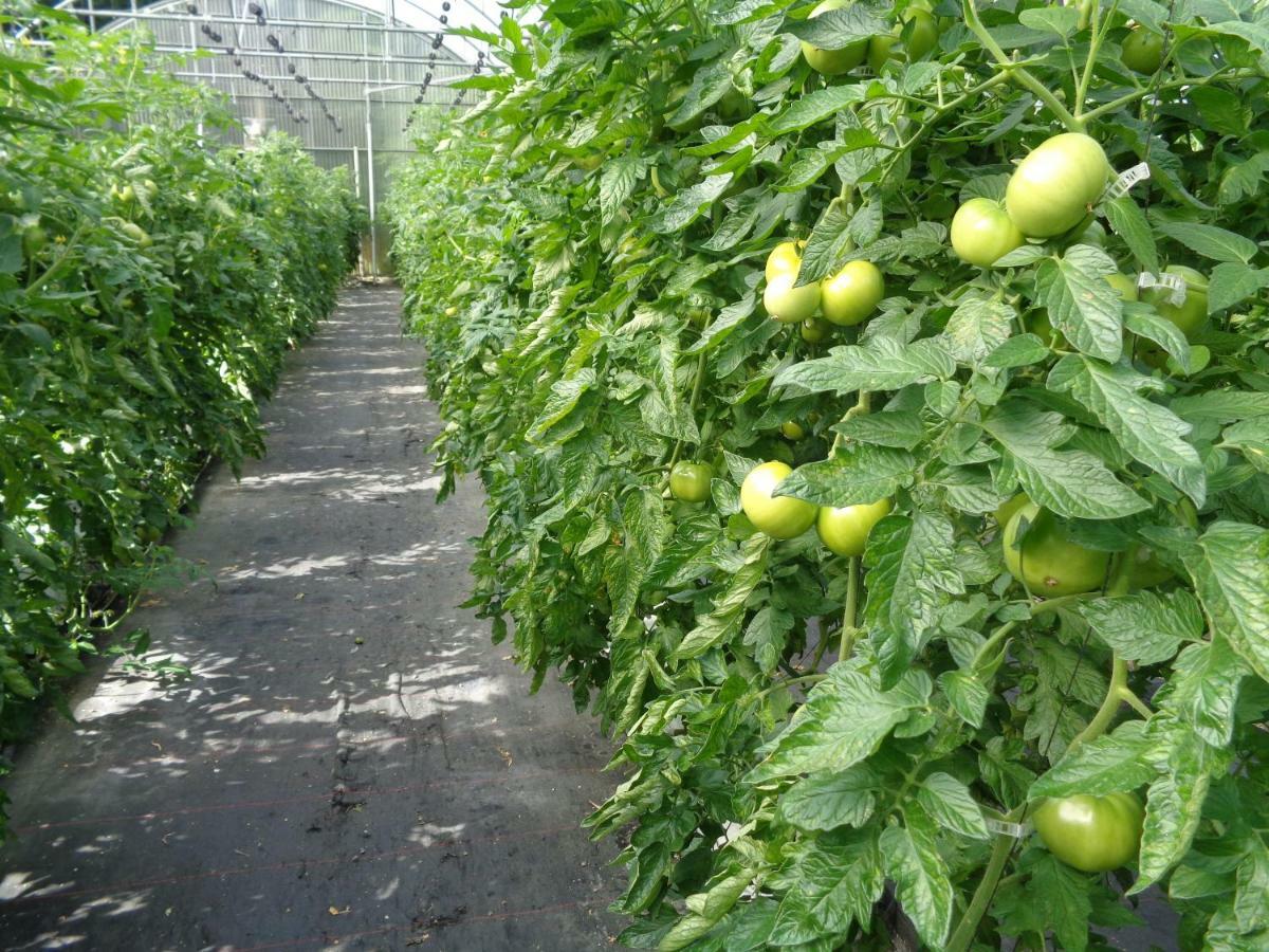 Agroturismo Araize Mungia Buitenkant foto